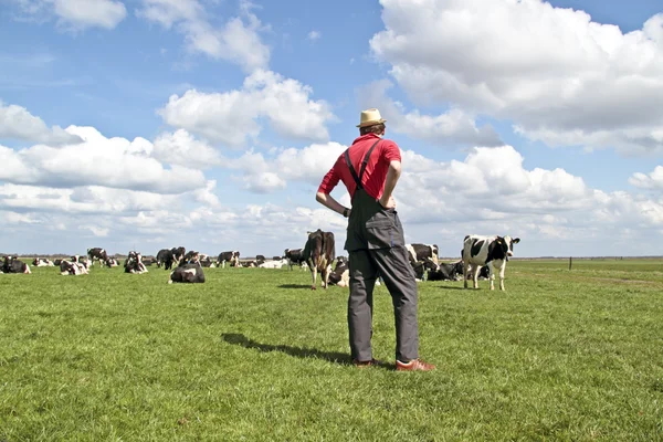 Farmer looking at his cows in the countryside from the Netherlan — Stock Photo, Image