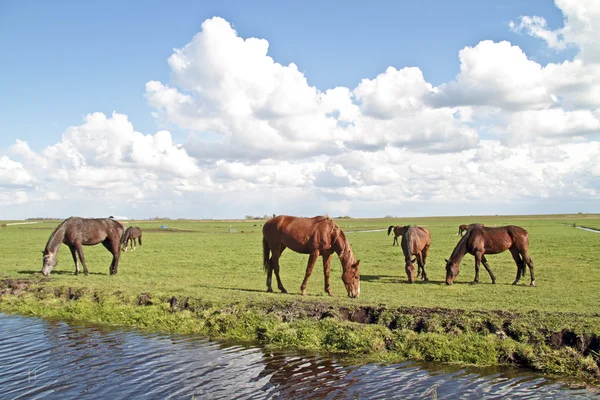 Horses grazing in the countryside from the Netherlands — Stock Photo, Image