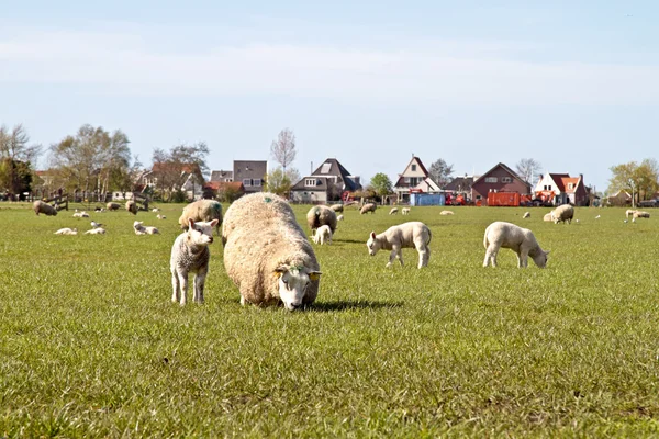 Moutons et agneaux à la campagne des Pays-Bas — Photo