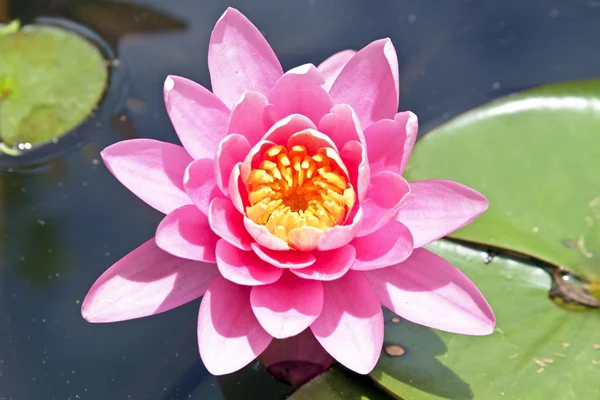 Pink lotus floating in water