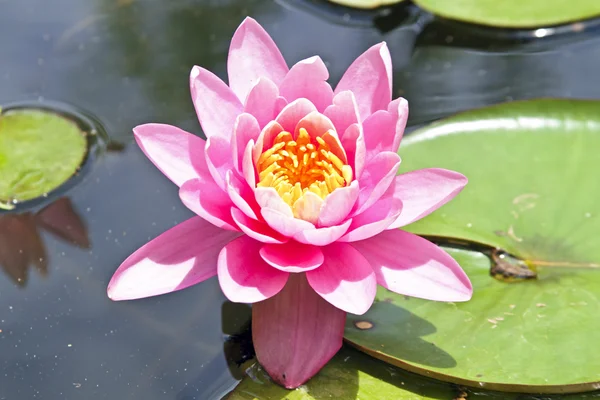 Lótus rosa flutuando na água — Fotografia de Stock