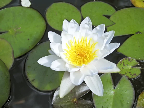 Fleur de lotus blanc flottant dans l'eau — Photo