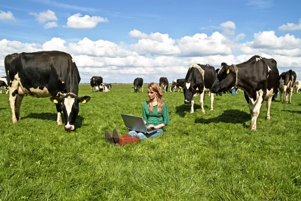 Jonge mooie vrouw met haar laptop tussen de koeien — Stockfoto
