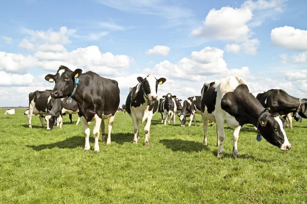 Krowy na wsi z Holandii — Zdjęcie stockowe