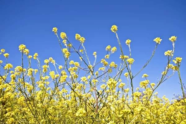 Vilda gula blommor på våren — Stockfoto