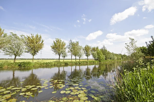 Natureza na primavera nos Países Baixos — Fotografia de Stock