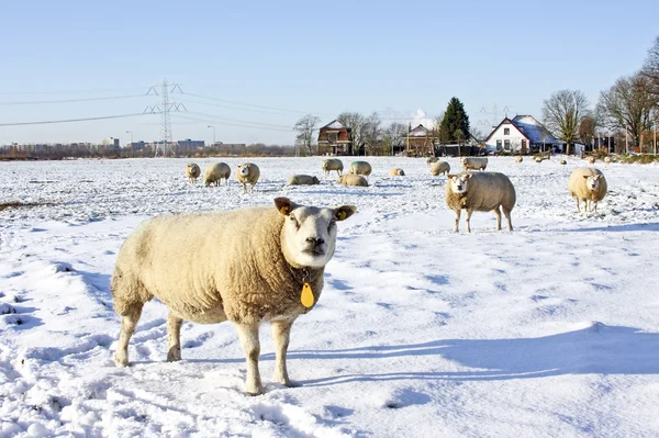 オランダからの田園地帯で冬 — ストック写真