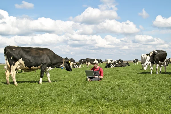 荷兰农民与他之间在农村奶牛的笔记本电脑 — 图库照片