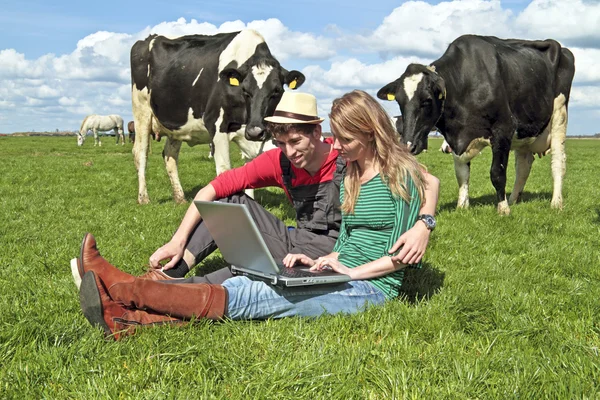 Молодая пара с ноутбуком между коровами — стоковое фото
