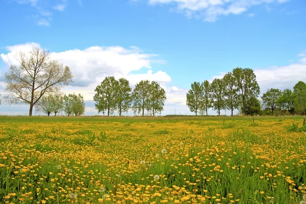 Springtime i Nederländerna — Stockfoto