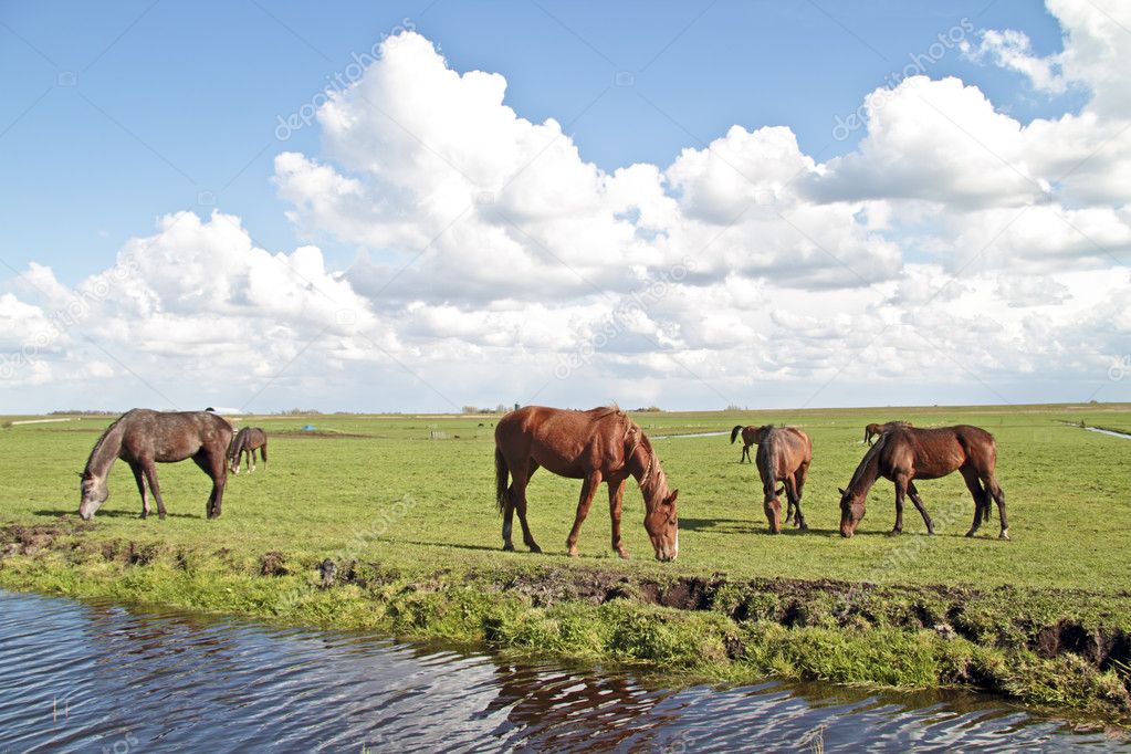 Horses grazing in the countryside from the Netherlands