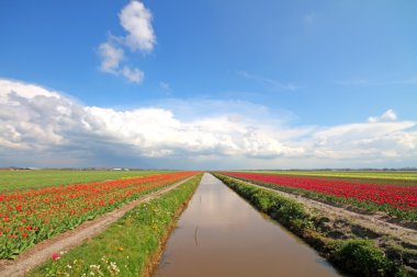 Bahar tipik geniş Hollandalı peyzaj Hollanda