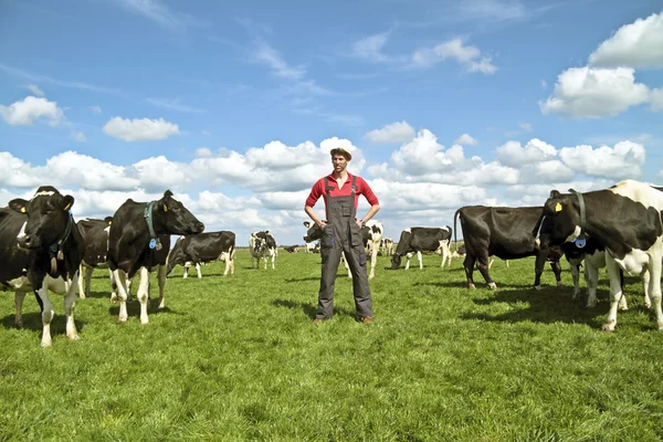 Jonge Nederlandse boer met zijn koeien in het platteland — Stockfoto