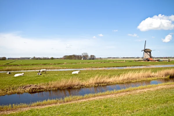 Historical windmill in typical dutch landscape — Zdjęcie stockowe