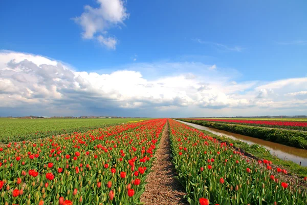 Typiska bred holländska landskapet på våren i Nederländerna — Stockfoto