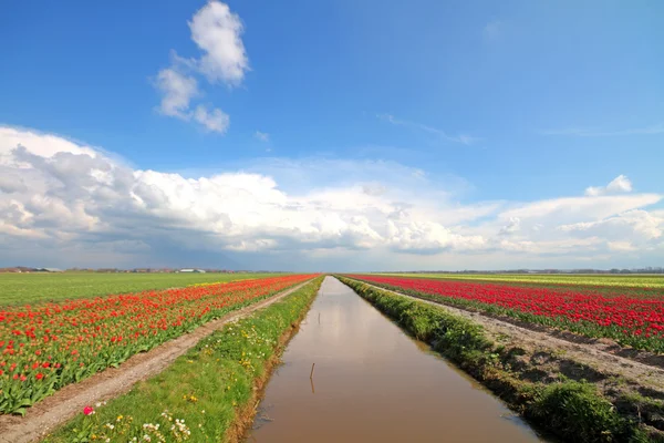 在荷兰，典型宽荷兰景观中的春天 — 图库照片