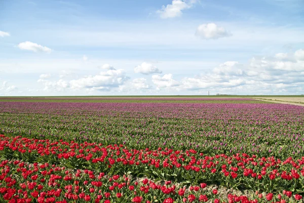 Kvetoucí Tulipánová pole v přírodě z Nizozemska — Stock fotografie