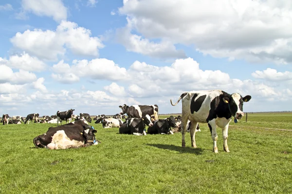 Krowy na wsi z Holandii — Zdjęcie stockowe
