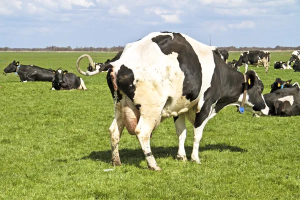 Peeing cow in the countryside — Stock Photo, Image