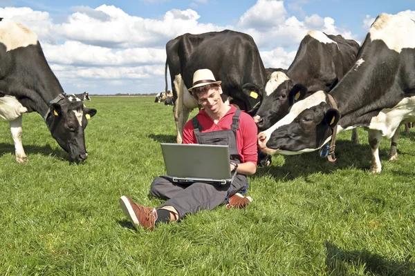 Holenderski rolnik z jego laptop między krowy — Zdjęcie stockowe