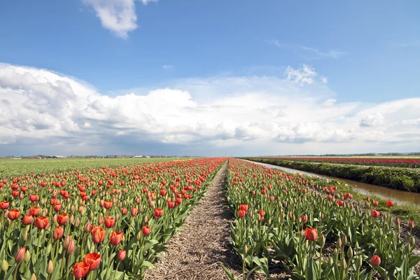 Typiska holländska landskapet på våren — Stockfoto