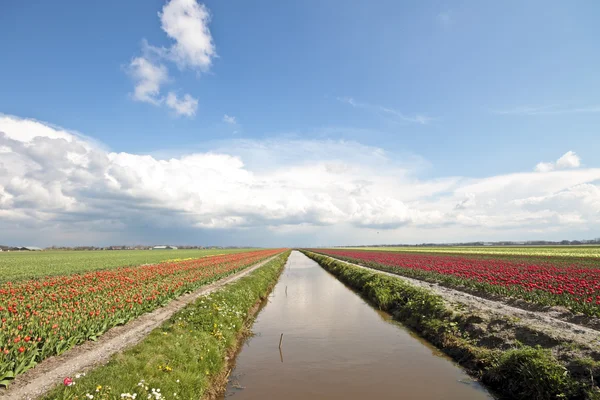Typical dutch landscape in springtime — Stock Photo, Image