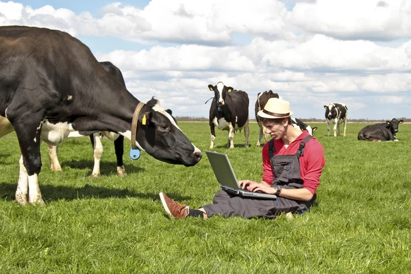 Fermier néerlandais avec son ordinateur portable entre les vaches — Photo