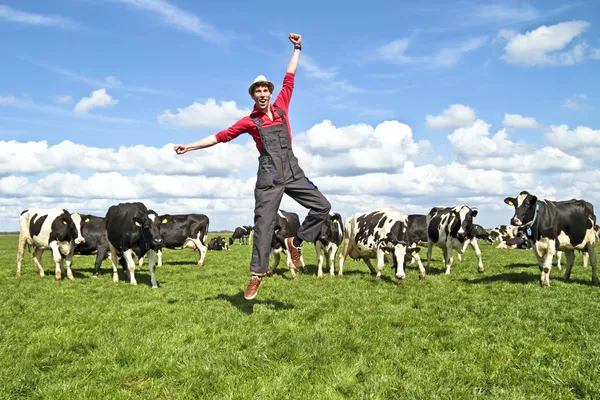 他在农村的牛的快乐荷兰农夫 — 图库照片