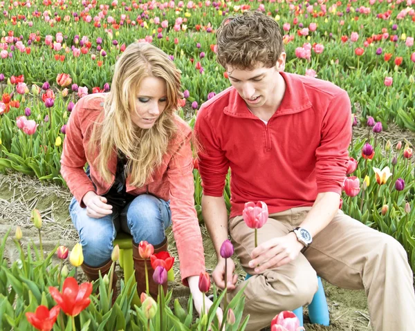 Junges Paar pflückt Tulpen — Stockfoto
