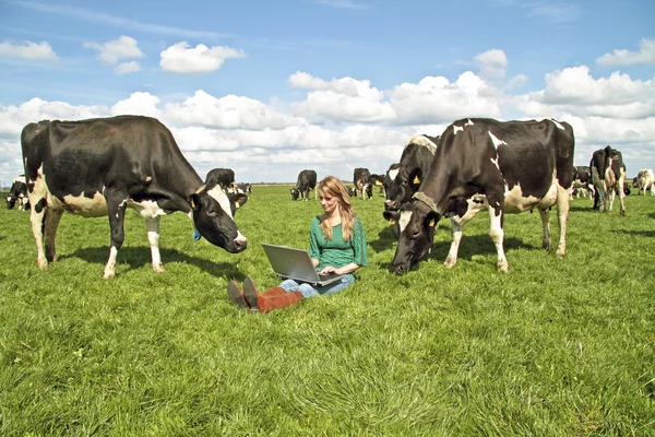 Молодая красивая женщина с ноутбуком между коровами — стоковое фото