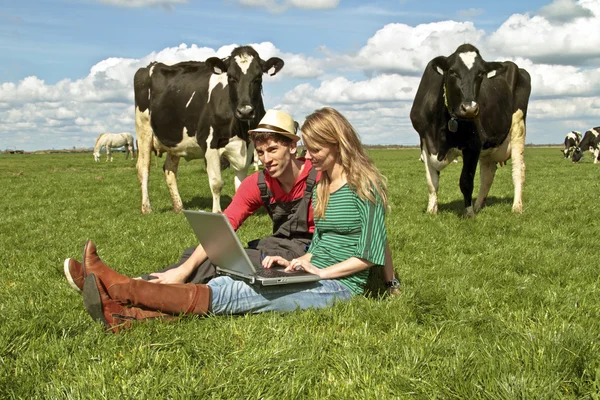 Young couple between the cows — Stock Photo, Image