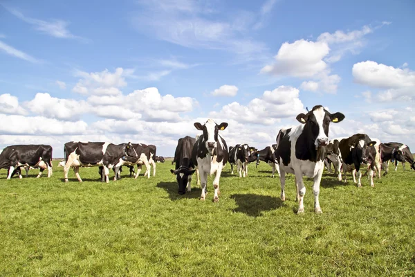 Krávy na venkově z Nizozemska — Stock fotografie