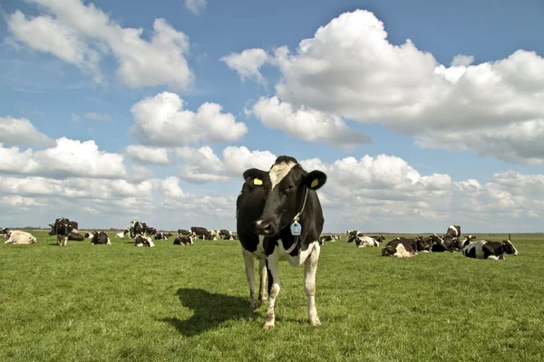 Коровы в сельской местности из Нидерландов — стоковое фото