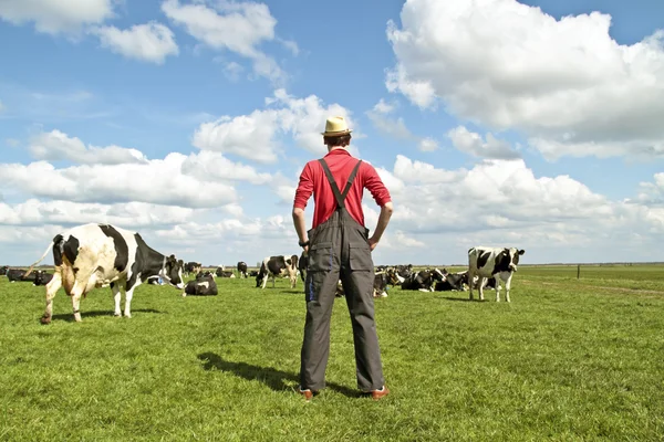 Bauer schaut auf seine Kühe — Stockfoto