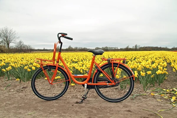 네덜란드의 오렌지 자전거와 꽃 필드 — 스톡 사진