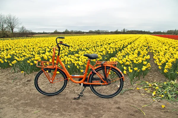 Naranja bicicleta y campos de flores en los Países Bajos —  Fotos de Stock