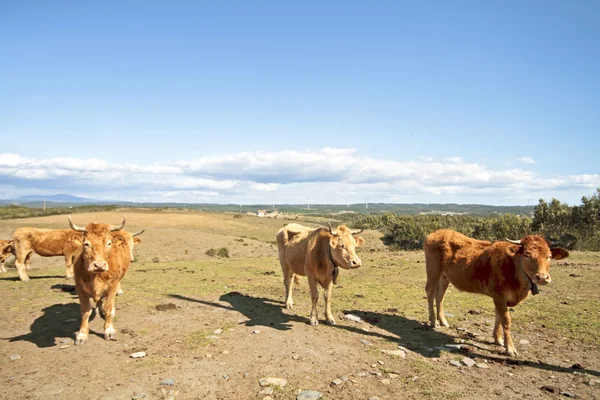 Kühe auf dem Land — Stockfoto