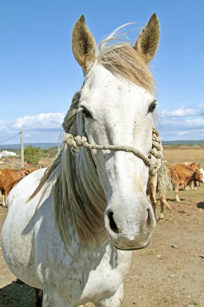 Krásný bílý kůň v loukách — Stock fotografie