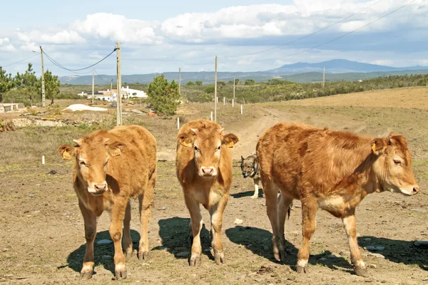 Jovens vitelos no campo — Fotografia de Stock