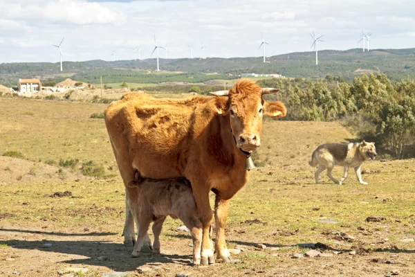 Pequeno bezerro bebendo de sua mãe vaca — Fotografia de Stock