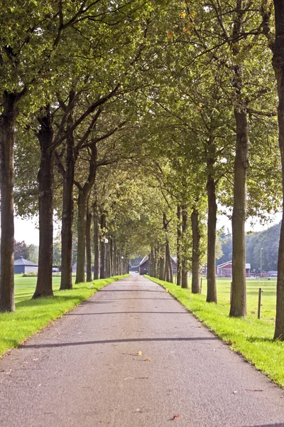 Countryroad in the Netherlands — Stock Photo, Image