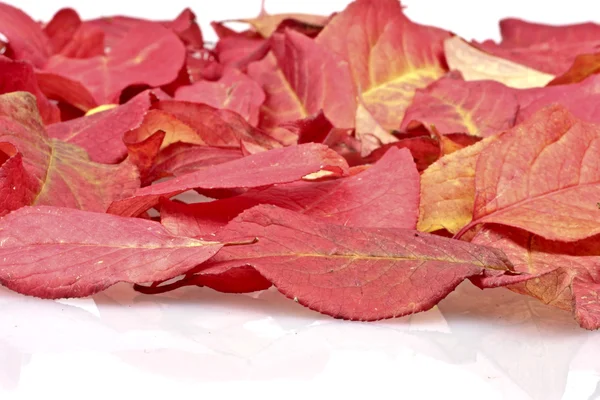 Червоне осіннє листя. Може використовуватися як тло — стокове фото