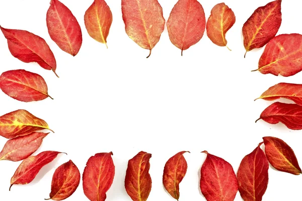 Red fall leaves. Can be used as background — Stock Photo, Image