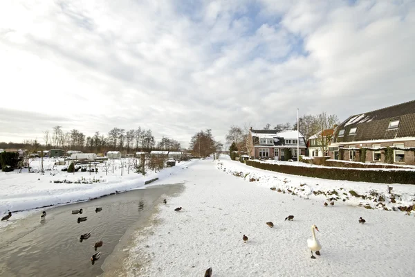 Gęsi i ptaków w zimie na wsi z Holandii — Zdjęcie stockowe