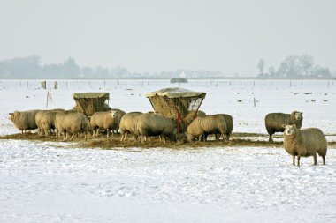 Kışın Hollanda'dan alanlardaki koyun