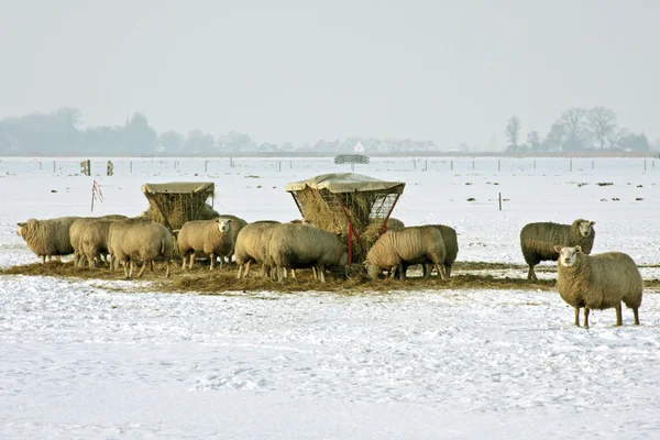 Owce w polach z Holandii w zimie — Zdjęcie stockowe