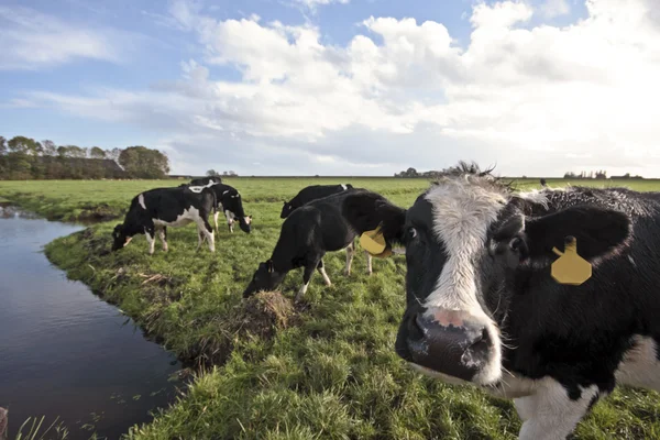 Koeien in de velden van Nederland — Stockfoto