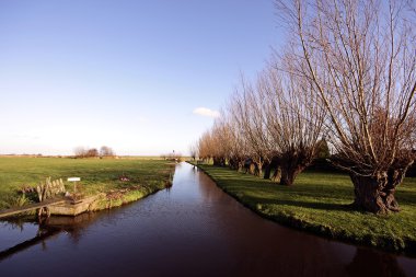 kırpılan willows ve kanal ve geniş manzaralı Hollanda kırsal manzara