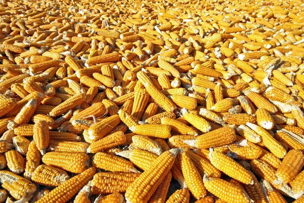Кукуруза готова к производству — стоковое фото