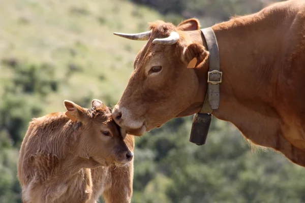 Корова с теленком — стоковое фото